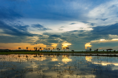 Sunrise sunset Paddy field Beautiful landscape panorama thailand.の写真素材