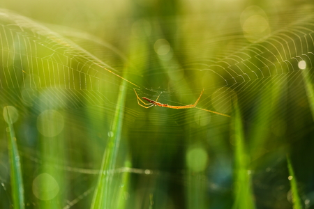 Araneae, Spider.の写真素材