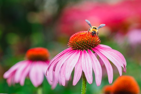 Anthophila Bee on red flowers.の写真素材