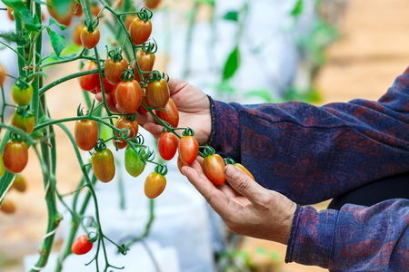 Tomatoes on the farm.の写真素材