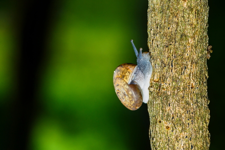 Snail on the tree.の写真素材