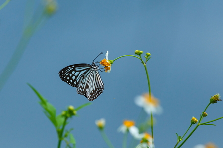 Butterfly on flower.の写真素材