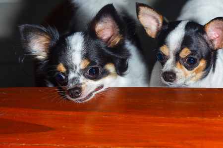 Dogs look at food.の写真素材