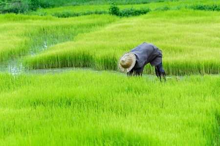 Thailand rice farmers planting season for household consumption and for income of the family for a long time,Farmers grow rice, agriculture blur.の写真素材