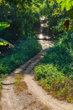 Beautiful forest. Pathway in forest. Nature composition.の写真素材