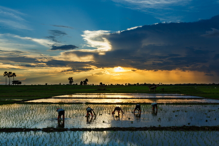 Paddy field Beautiful landscape thailand Rice Fields Sunrise Sunset.の写真素材