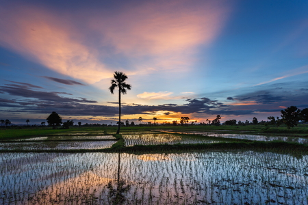 Sunrise sunset Paddy field Beautiful landscape panorama thailand blurの写真素材