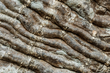 OldTree skin Wrinkle background texture.の写真素材