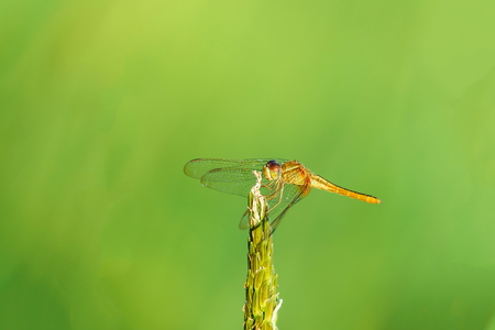 Close-up Beautiful Zygoptera Damselfly Dragonfly.の写真素材