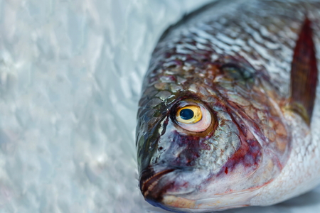 Tilapia/fish/Eyes of fish/Oreochromis /Dead fish.