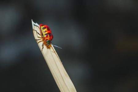 beautiful bug on the leaf Background Bokeh blur.