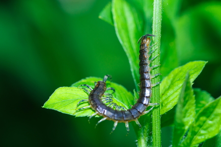 Chilopoda,Centipedes bug on a Leaves.