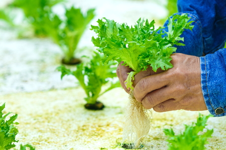 Hydroponics, organic fresh harvested vegetables. Farmers hands holding fresh vegetables.の写真素材