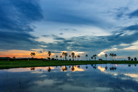 Paddy field Beautiful landscape thailand Rice Fields Sunrise Sunset blur.の写真素材