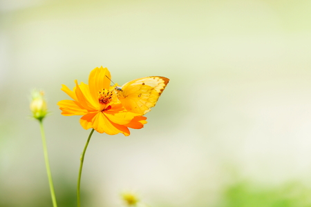 Beautiful butterfly on orange flower Background blur.の写真素材