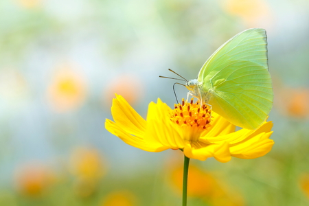 Beautiful butterfly on orange flower Background blur.の写真素材