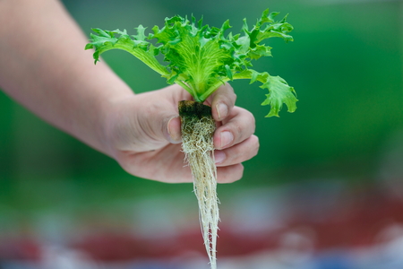 Hydroponics,Organic fresh harvested vegetables,Farmers hands holding fresh vegetables.