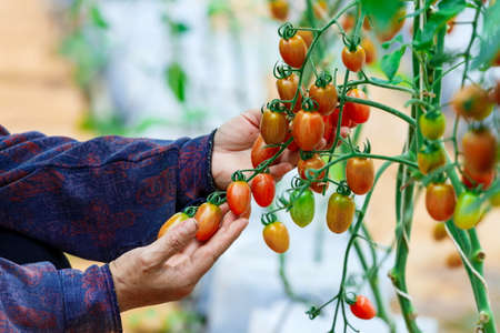 Hydroponics,Organic fresh harvested vegetables,Farmers hands holding fresh vegetables.の写真素材