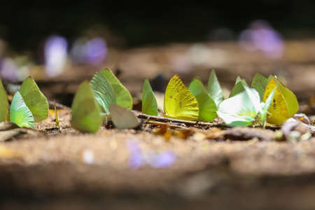 Beautiful colored Butterflies on the floor mud,the beauty of nature,feeding mineral in salt marsh in...