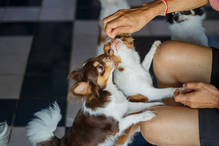 chihuahua dog,puppy is eating,Feeding the dog by hand,Dogs look at food,Dog food on had,blur,Soft focus.の写真素材