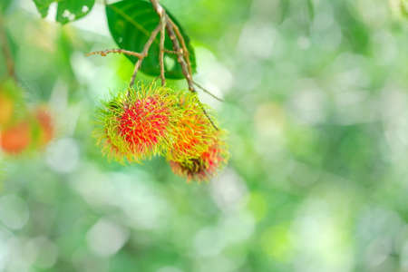 Rambutan on a bright red tree, sweet in the gardens of Thailand,Soft focus,selected focus,shallow depth of field.の写真素材