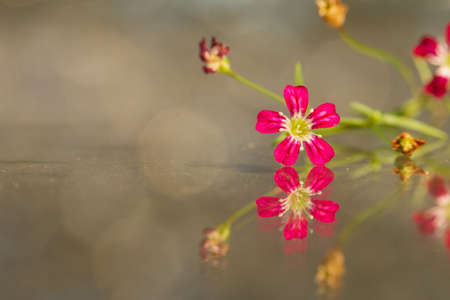 beautiful flower Gypsophila,Valentine's Day,bouquet,Abstract Light Bokeh Background Soft golden lights Abstract bokeh,blur,Soft focus.の写真素材