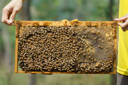 Beekeeping,Wooden beehive and bees,Close up of bees in a beehive on honeycomb,Bee smoke...