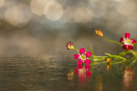 beautiful flower Gypsophila,Valentine's Day,bouquet,Abstract Light Bokeh Background Soft golden lights Abstract bokeh,blur,Soft focus.の写真素材