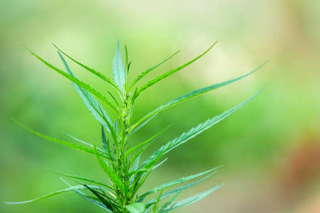 Young leaves of the cannabis tree Used to make medicines,marijuana,Illegal in some countries,Soft...