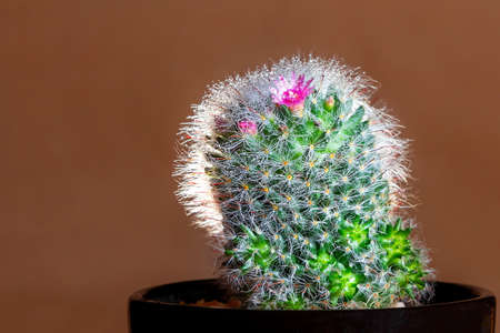 Cactus With beautiful thorns and flowers, ornamental plants,bokeh,blur,Soft focus.