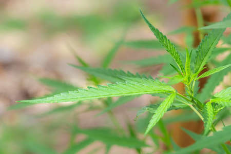 Young leaves of the cannabis tree Used to make medicines,marijuana,Illegal in some countries,Soft...