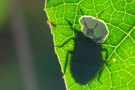 The antennae of the insect and beautiful,On the green leaf texture Clear lines of leaves,Soft...