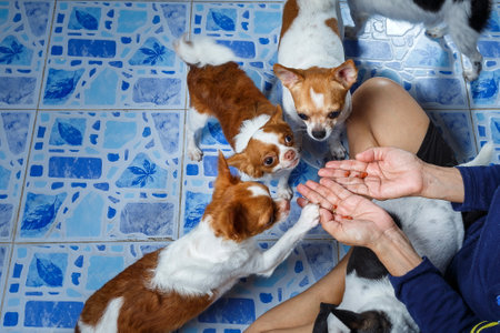 Hands of a man and dogs on the blue tile floor.の写真素材