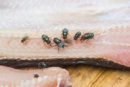 Close-up of fresh fish fillet with flies on wooden background