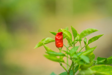 Red hot chili pepper on the tree in the garden, Thailand.の写真素材