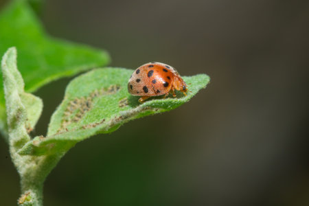 Ladybug on green leaf in the wild, closeup of photo
