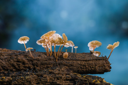 Mushrooms growing on a dead tree in the rainforest.