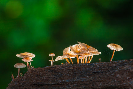 Mushrooms growing on a tree trunk in the rainforest.