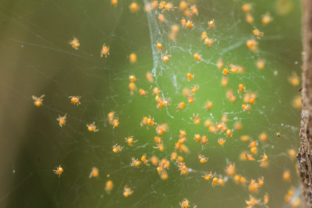 Macro shot of red ants crawling on the web in nature.
