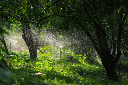 Sprinkler watering the green trees in the garden at summer,Sprinkler watering trees in the orchard.の写真素材