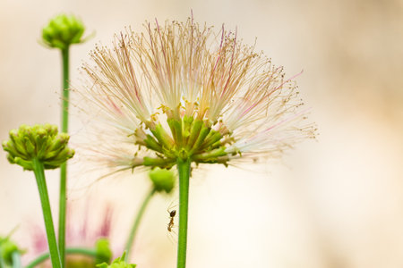 Close up of Calliandra haematoides flower, Thailand.の写真素材