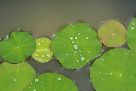 Water drop on lotus leaf in the pond. Natural background.の写真素材