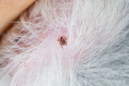 Close-up of tick on the ear of a gray dog.Ticks and fleas on dogs cause itching and irritation, resulting in the dog,の写真素材