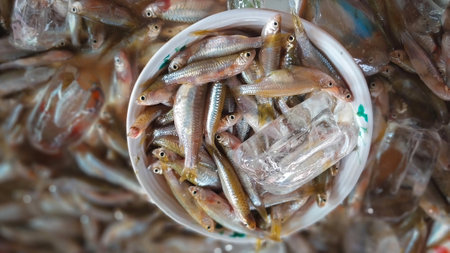Fresh small fish in plastic container for sale in fish market.
