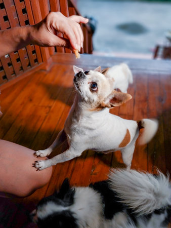 chihuahua dog,puppy is eating,Feeding the dog by hand,Dogs look at food,Dog food on had,blur,Soft...