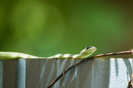 Green snake on the fence with blurred green background. Close up.の写真素材