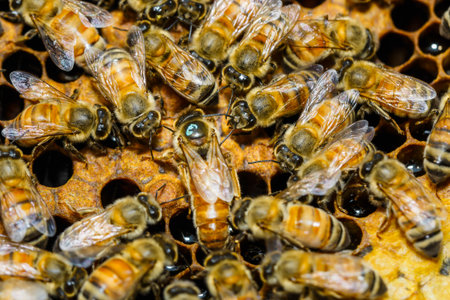 Close up view of the working bees on honeycells. Macro photography of bees on honeycells.