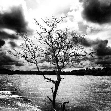 Dead tree