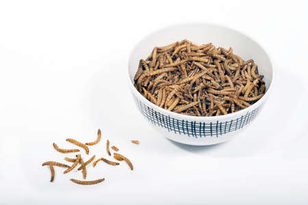 Bowl of mealworms