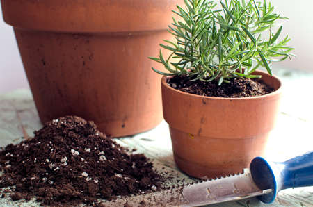 freshly planted rosemary in a pot on a rustic table の写真素材